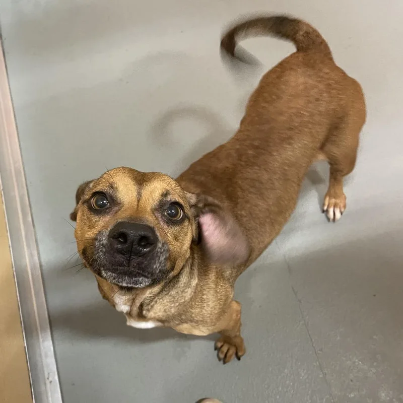 An adult medium-sized female Gray / Blue / Silver Mixed Breed dog named Nixy for adoption in Saint Charles, MO