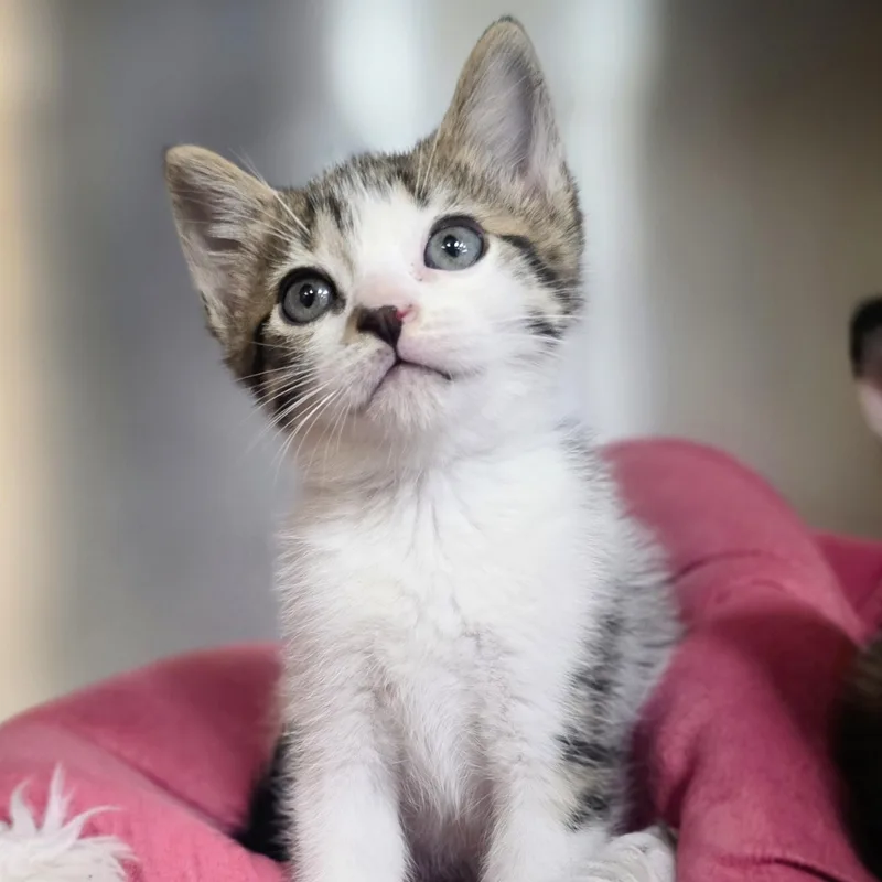 A baby small-sized male Tabby (Brown / Chocolate) Domestic Short Hair cat named Cookie Dough for adoption in Macomb Twp, MI