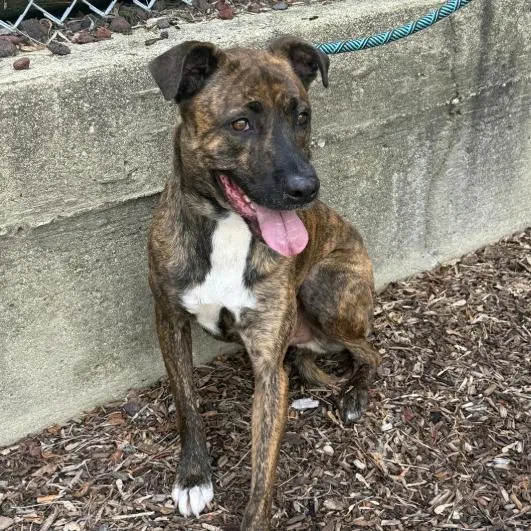An adult medium-sized male Tricolor (Brown, Black, & White) Pit Bull Terrier dog named Jimson for adoption in Naperville, IL