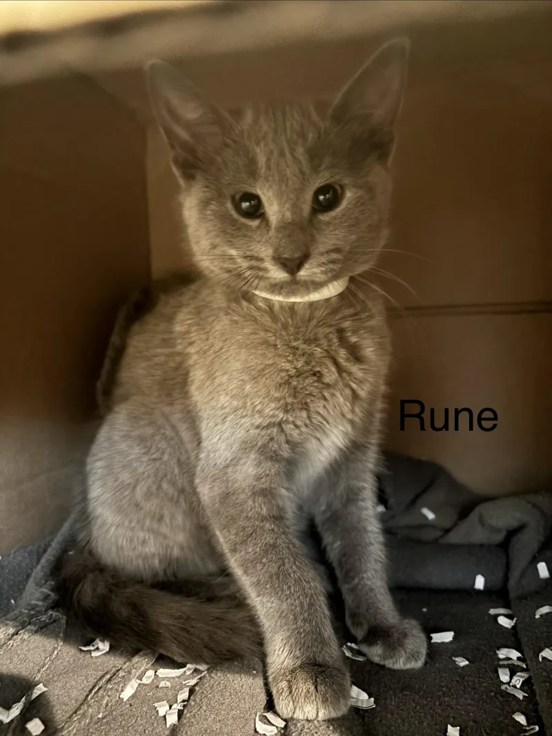 A young small-sized female Domestic Short Hair cat named Rune for adoption in Topsham, ME