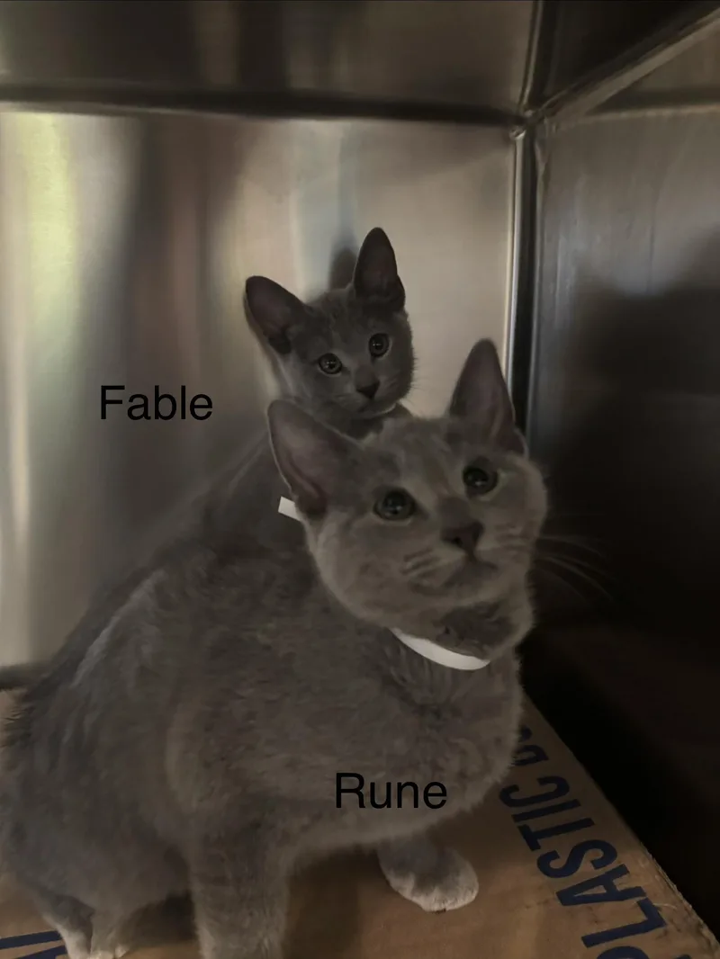 Rune thumbnail 2