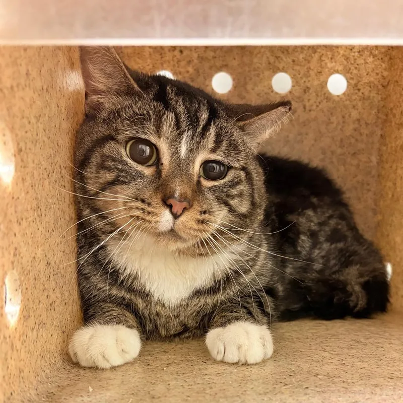 An adult medium-sized male Black Domestic Short Hair cat named Tie for adoption in Philadelphia, PA