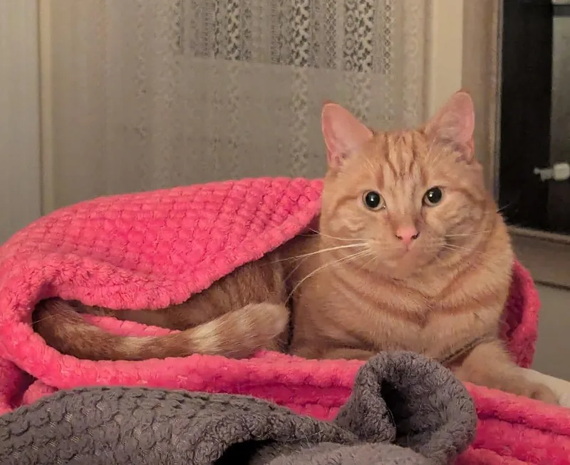 A young medium-sized male Domestic Short Hair cat named Adirondack for adoption in Meriden, CT