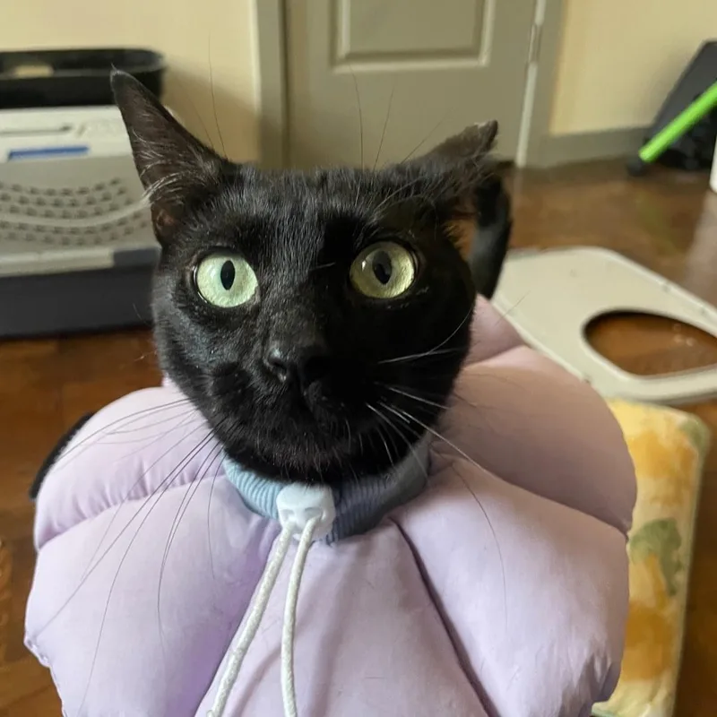 A young small-sized female Domestic Short Hair cat named Princess Mia  Cuddly for adoption in New York, NY