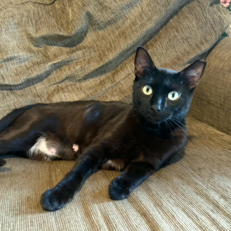Princess Mia  Cuddly thumbnail 2