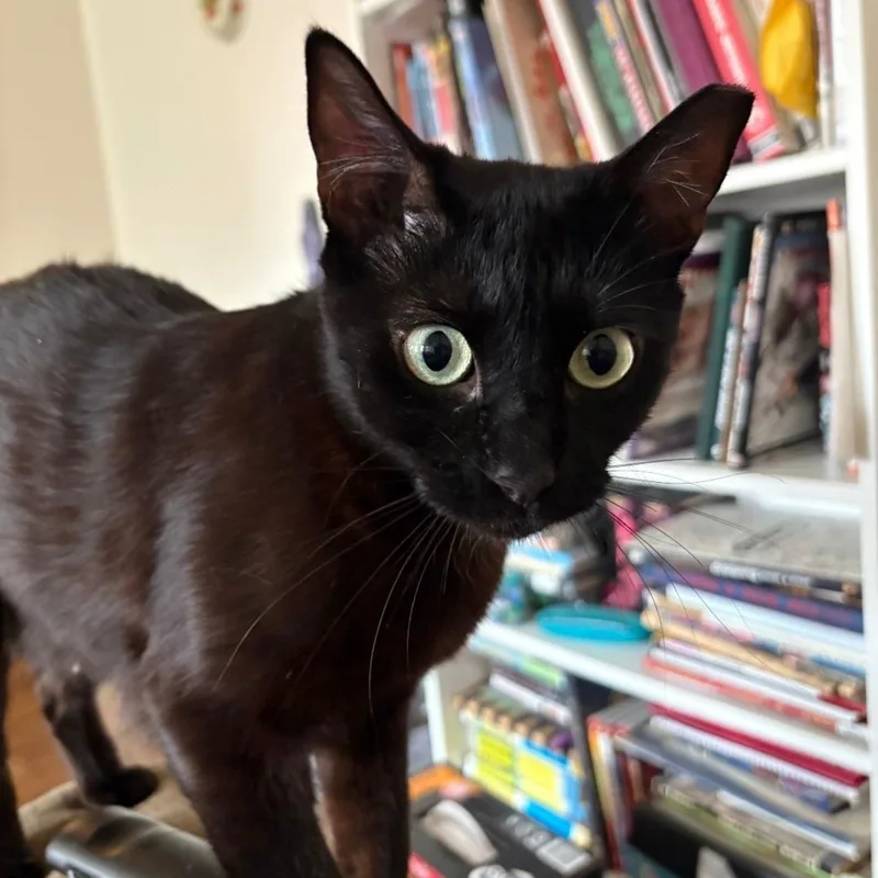 Princess Mia  Cuddly thumbnail 3