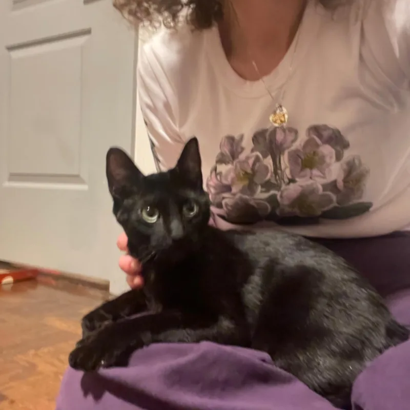 Princess Mia  Cuddly thumbnail 4