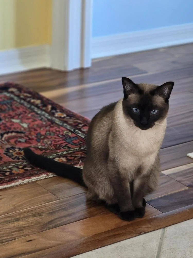 An adult large-sized female Buff & White Domestic Short Hair cat named Snowflake for adoption in Wellington, FL