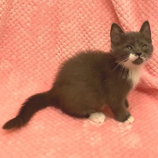A baby medium-sized male Gray / Blue / Silver Domestic Long Hair cat named Ginger for adoption in Chattanooga, TN