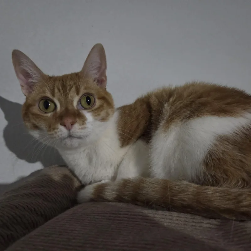 An adult medium-sized female Orange & White Domestic Short Hair cat named Precious for adoption in Loveland, CO