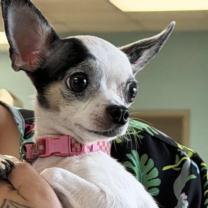 An adult small-sized female White / Cream Chihuahua dog named Susie for adoption in Columbus, GA
