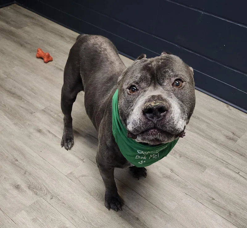 A senior large-sized male Gray / Blue / Silver American Staffordshire Terrier dog named Hershel for adoption in Mansfield, OH