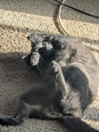 An adult medium-sized female Domestic Short Hair cat named Norma for adoption in Washington, DC