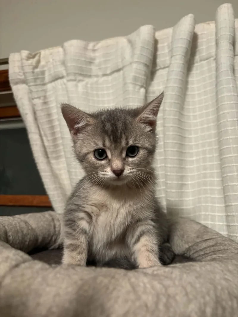 A baby medium-sized female Domestic Short Hair cat named Spice for adoption in Stewartsville, NJ