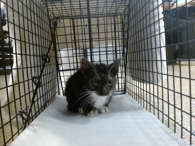 A baby small-sized male Domestic Short Hair cat named Irvin for adoption in Miami, FL