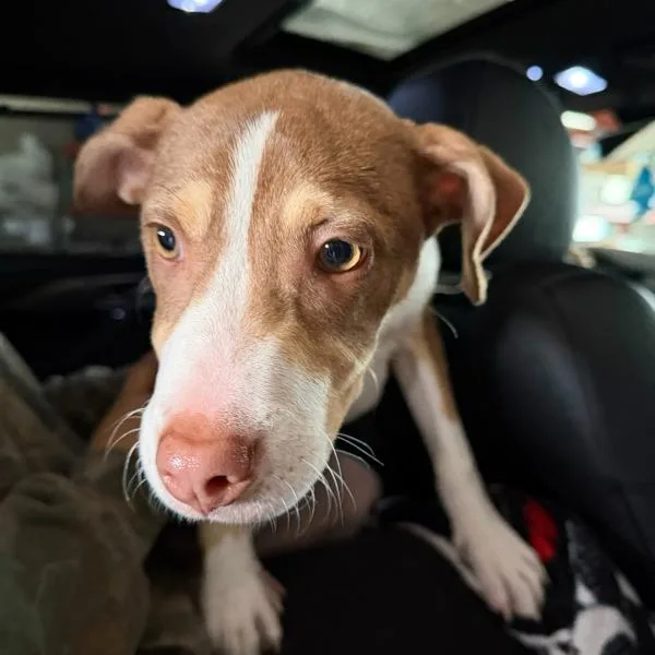 A young small-sized female Terrier dog named Tessa for adoption in Des Moines, IA