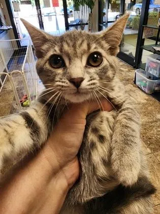 A baby small-sized female Domestic Short Hair cat named Riven $ At Petsmart for adoption in Seneca, SC