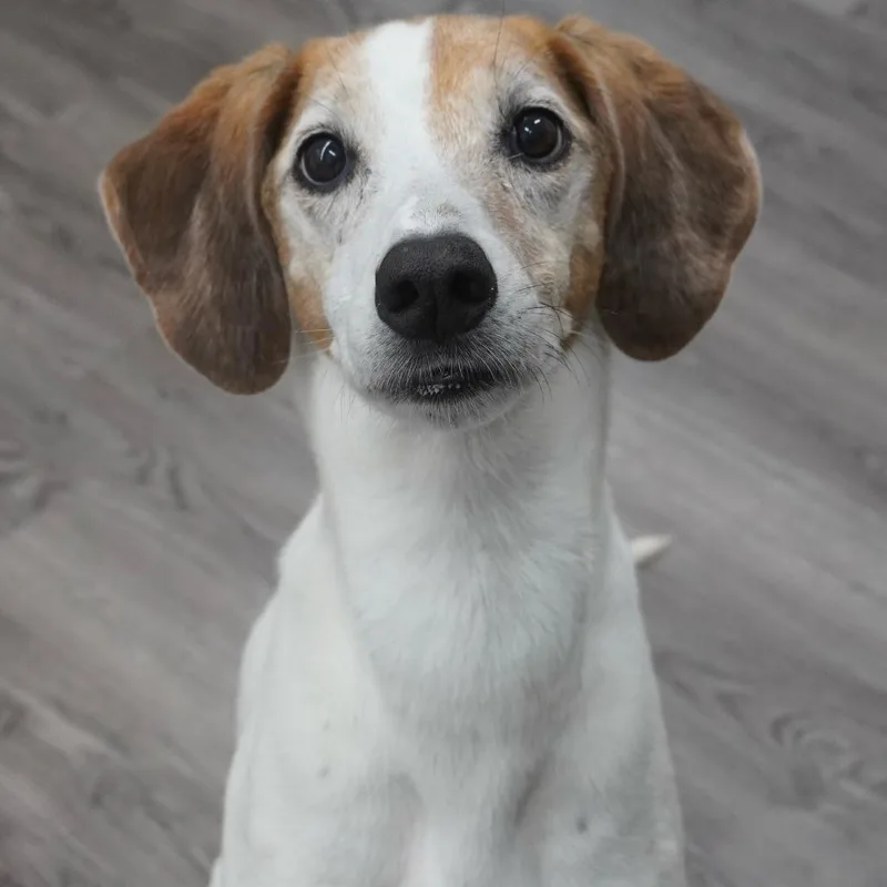 A senior medium-sized female Yellow / Tan / Blond / Fawn Hound dog named Pip for adoption in Fairfax Station, VA