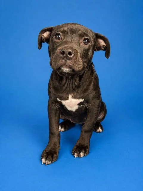 A young small-sized female Mixed Breed dog named Bark Vader for adoption in Jacksonville, FL