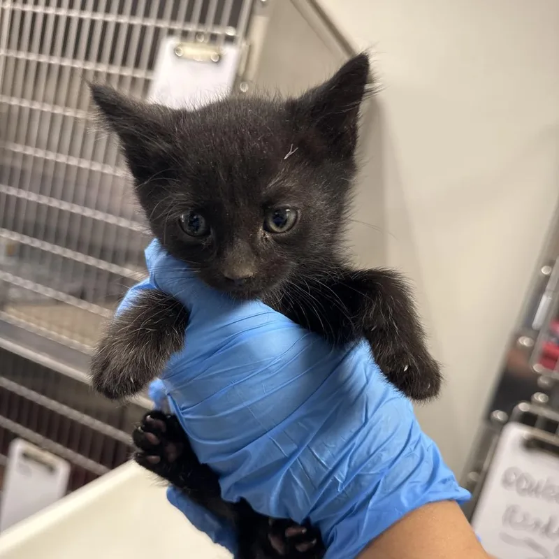 A baby small-sized male Black Domestic Short Hair cat named Dean for adoption in Henderson, NV