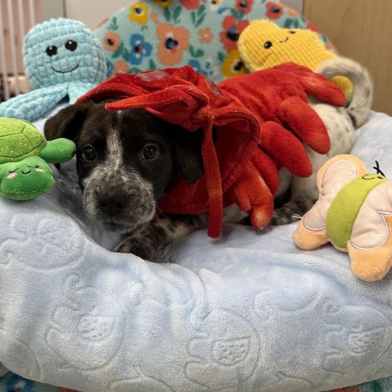A baby small-sized male Black Mixed Breed dog named Diving Board Dan for adoption in Austin, TX