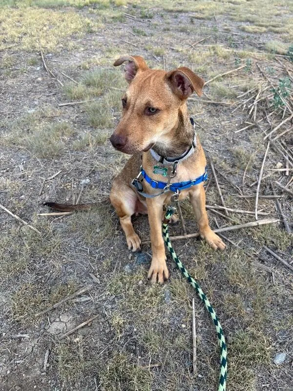 A baby medium-sized male Yellow / Tan / Blond / Fawn Mixed Breed dog named Drew for adoption in Fort Collins, CO