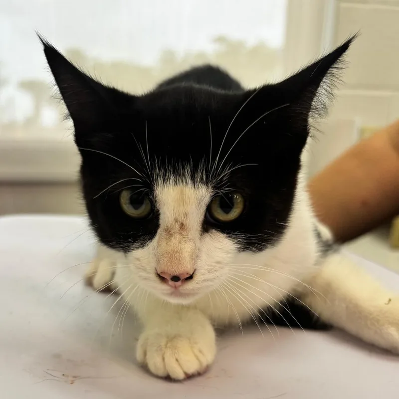 A baby small-sized female Black Domestic Short Hair cat named Autumn for adoption in Corpus Christi, TX
