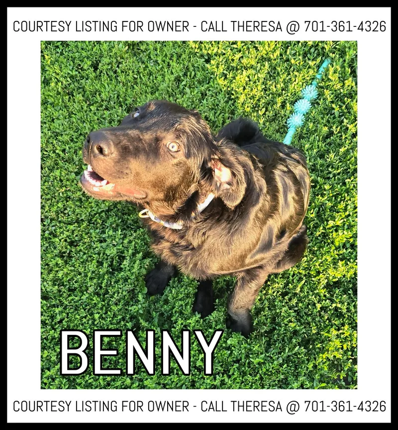 A young medium-sized male Black Labrador Retriever dog named Benny COURTESY LISTING for adoption in Valley City, ND