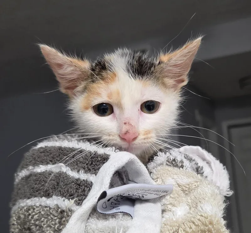 A baby medium-sized female Domestic Short Hair cat named Evelyn for adoption in Tampa, FL