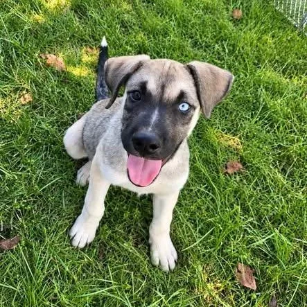 A baby medium-sized female White / Cream Mixed Breed dog named Bambi for adoption in Brewton, AL