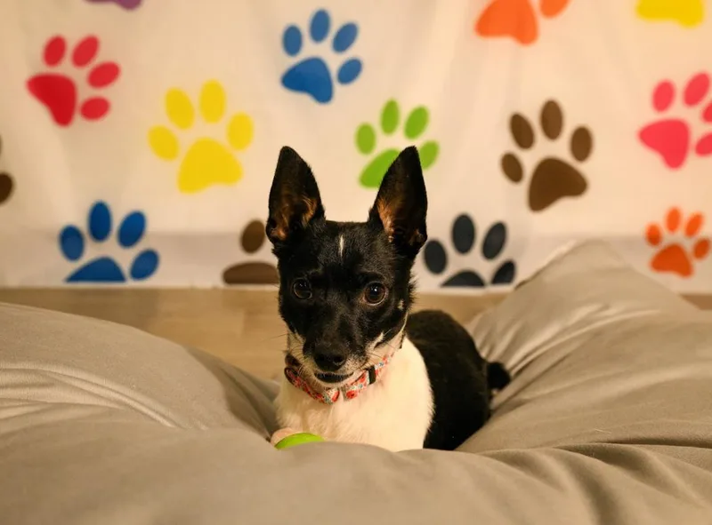 Cooper