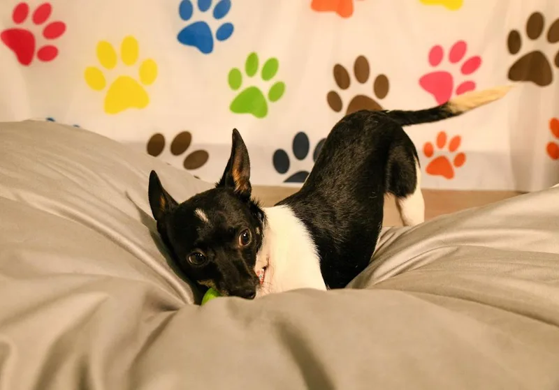 Cooper thumbnail 2