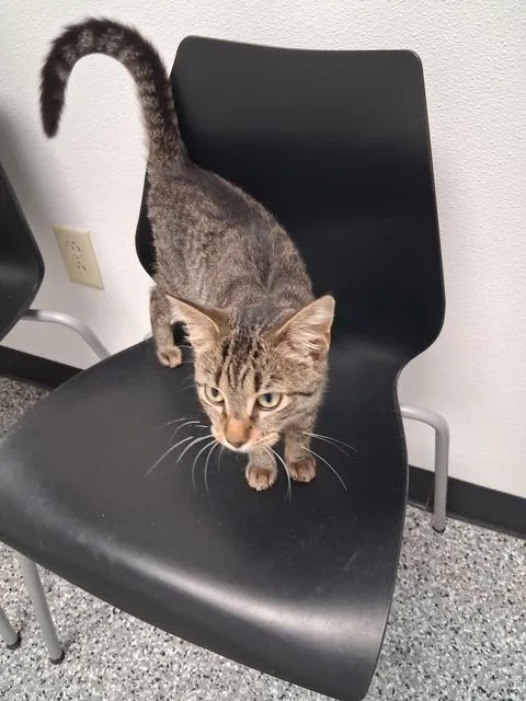 A young large-sized female Tabby (Brown / Chocolate) Domestic Short Hair cat named Pat for adoption in Bryan, OH