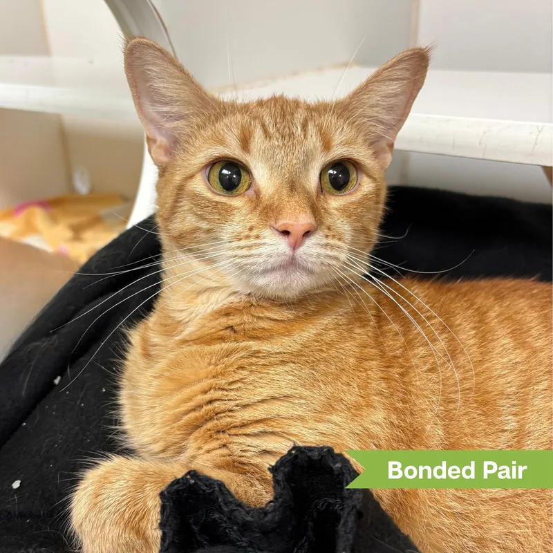 An adult large-sized female Domestic Short Hair cat named Tails for adoption in Reisterstown, MD