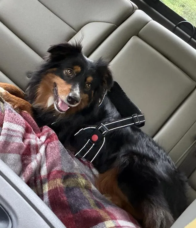 An adult medium-sized male Australian Shepherd dog named Callum for adoption in Arlington, TX