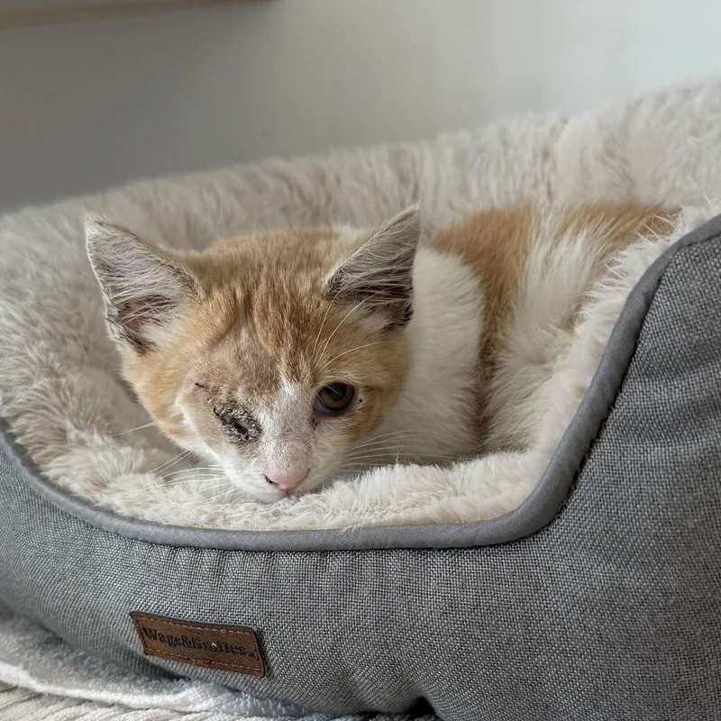 A baby small-sized male Orange / Red Domestic Short Hair cat named Greg for adoption in Oakland, CA