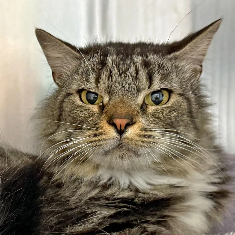 An adult medium-sized male Tabby (Brown / Chocolate) Domestic Long Hair cat named Jackie Chan for adoption in East Falmouth, MA