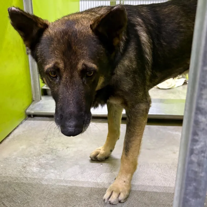 A senior medium-sized male Shepherd dog named Teddy for adoption in San Jacinto, CA