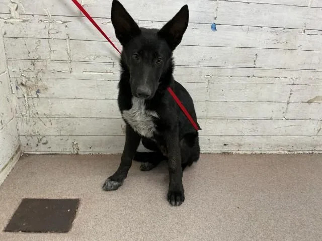 A baby medium-sized male German Shepherd Dog dog named Theodore for adoption in San Bernardino, CA