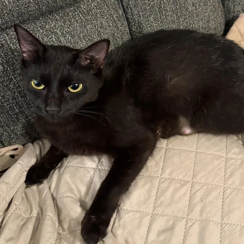 A young medium-sized female Black Domestic Short Hair cat named Pepper for adoption in Huntsville, AL