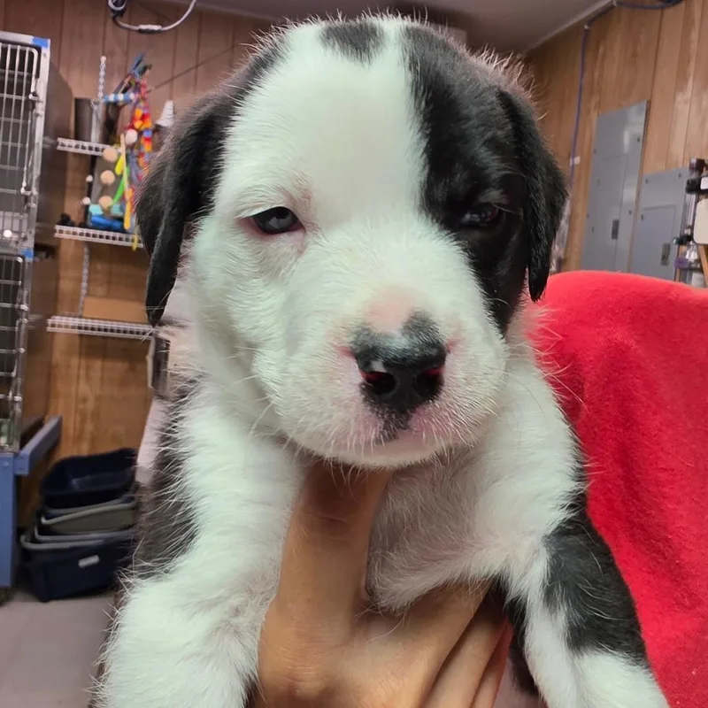 A baby medium-sized male White / Cream Mixed Breed dog named Bo for adoption in Leander, TX