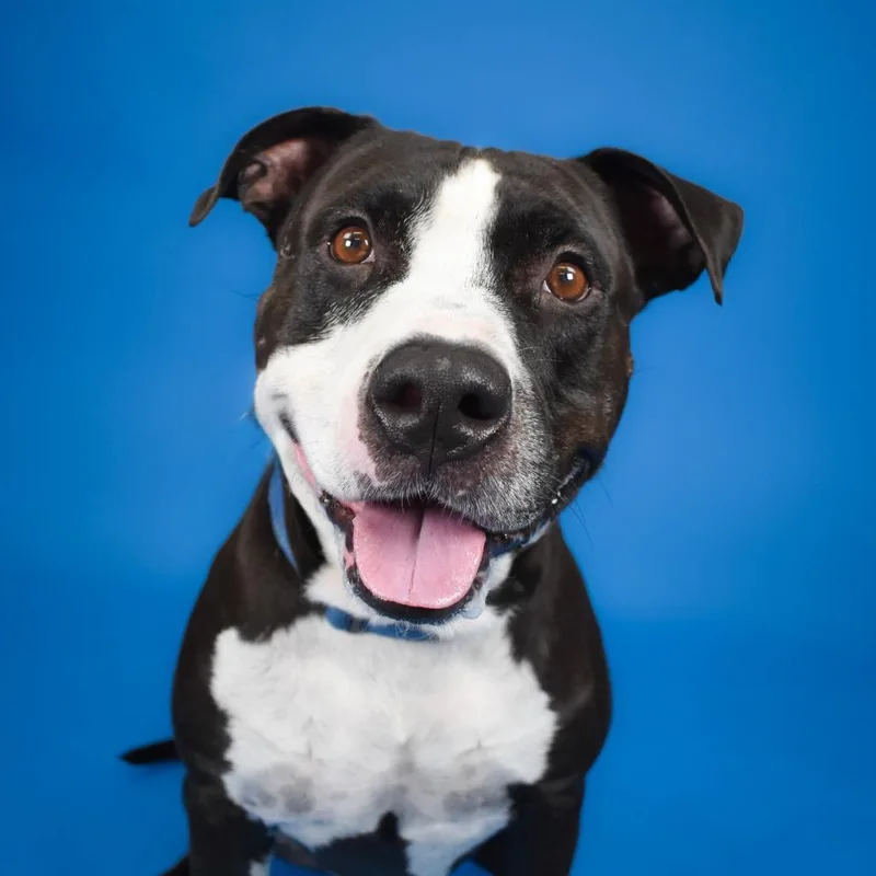 An adult large-sized male American Bulldog dog named Mantis for adoption in West Palm Beach, FL
