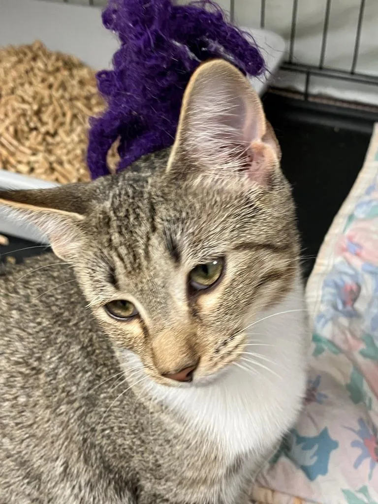 A baby small-sized female Domestic Short Hair cat named Bradford for adoption in Lunenburg, MA