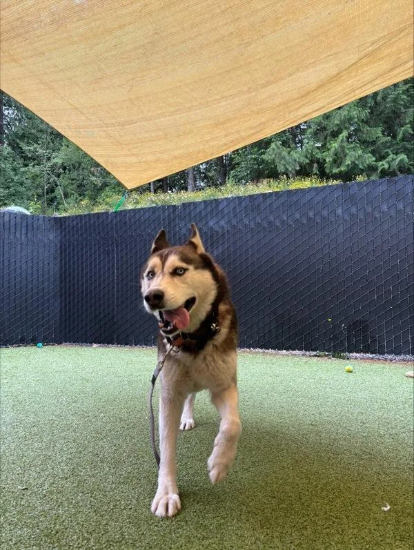 An adult large-sized male Siberian Husky dog named Punk for adoption in Silverdale, WA
