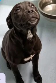 A young medium-sized male Black Labrador Retriever dog named Radar for adoption in Sheboygan, WI