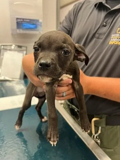 A baby small-sized female Terrier dog named Betty Lou for adoption in Gastonia, NC