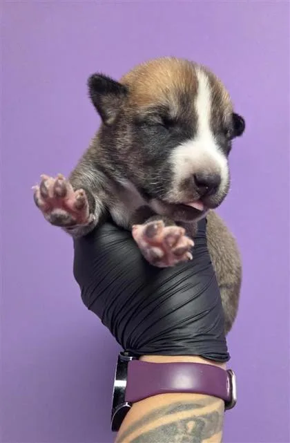 A baby small-sized male Brown / Chocolate Australian Cattle Dog / Blue Heeler dog named Keith for adoption in El Paso, TX