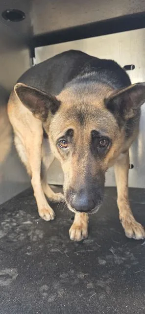 An adult large-sized female German Shepherd Dog dog named Penny for adoption in San Antonio, TX