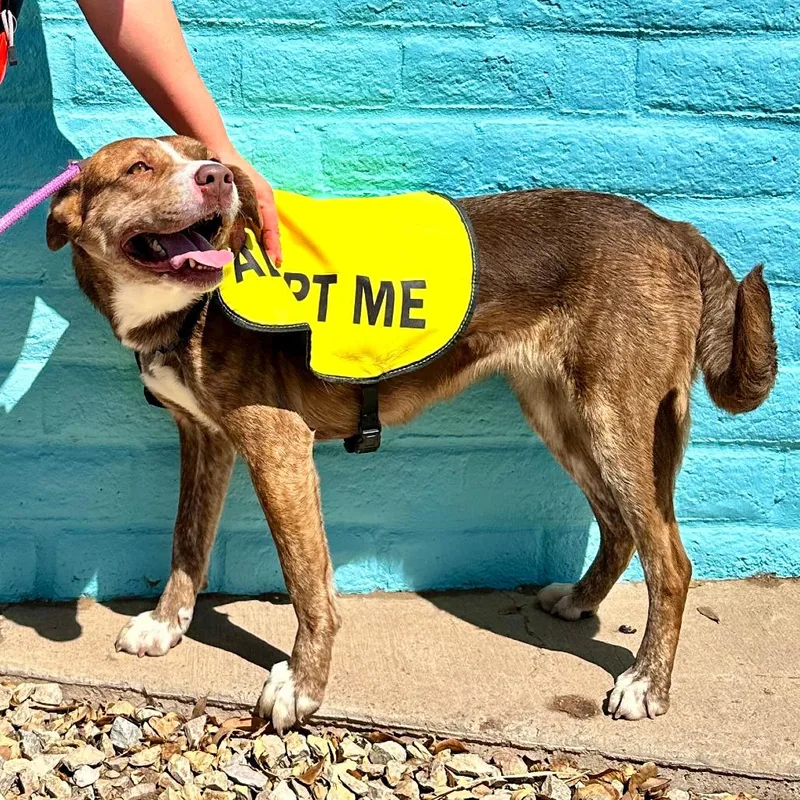 Raya  Paws thumbnail 3