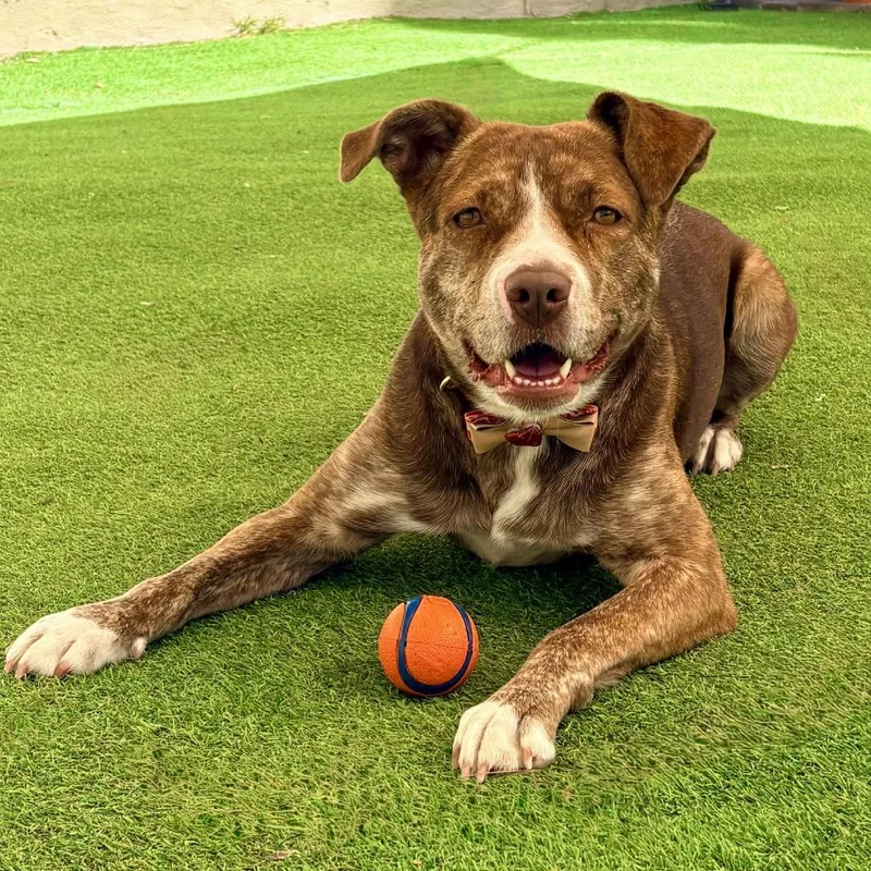 Raya  Paws thumbnail 4